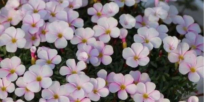 Oxalis Planting Guide:Discover the Beauty of “Jumping Clovers”