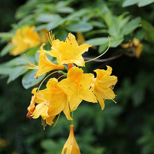 Orange Azalea Flower Seeds up to 50%