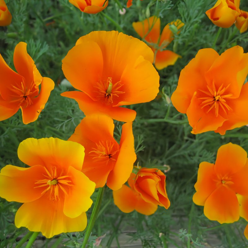 Eschscholzia