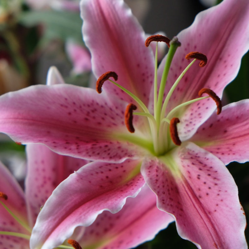 lily flower seeds up to 50%
