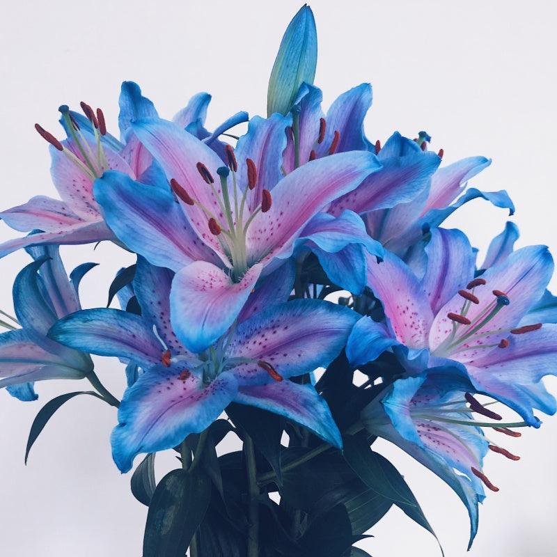 lily flower seeds up to 50%