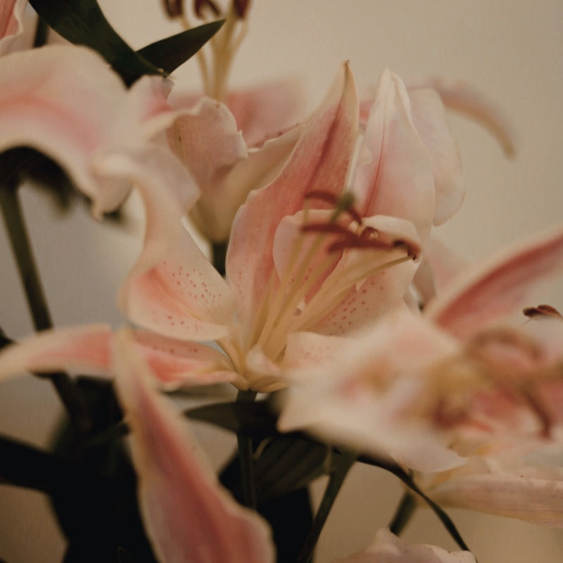 lily flower seeds up to 50%
