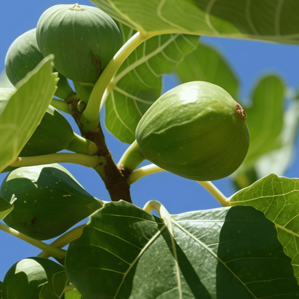 Fig Fruit Seeds up to 50%