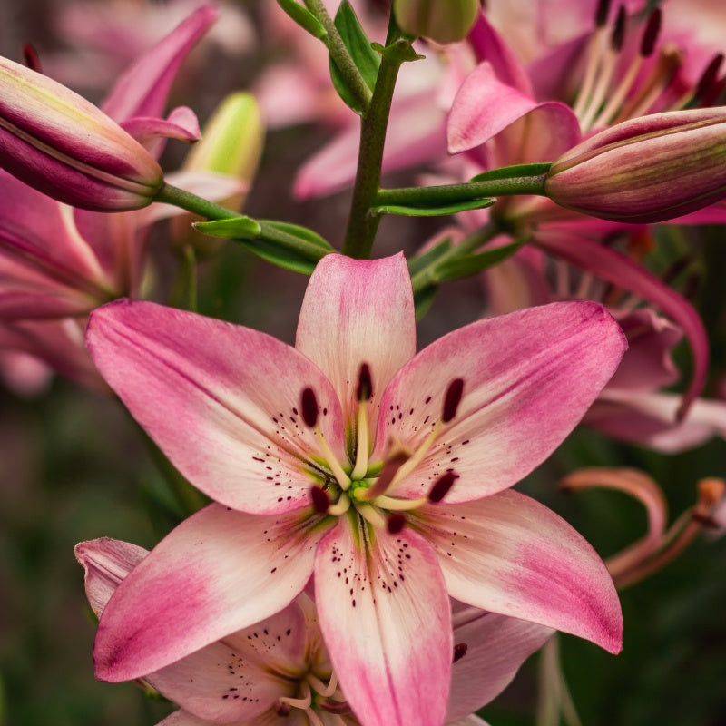 lily flower seeds up to 50%
