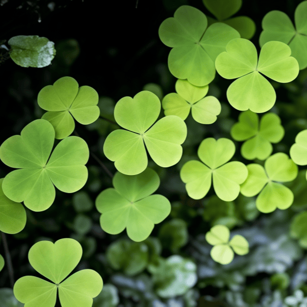 Shamrock seeds up to 50%
