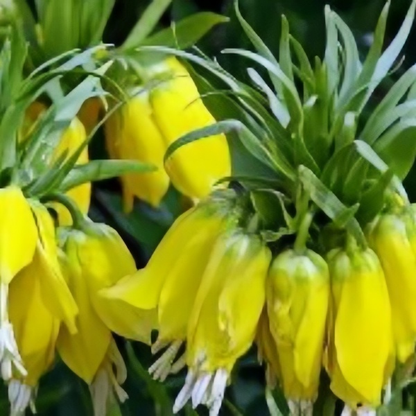 Fritillaria Bicolor Seeds up to 50%