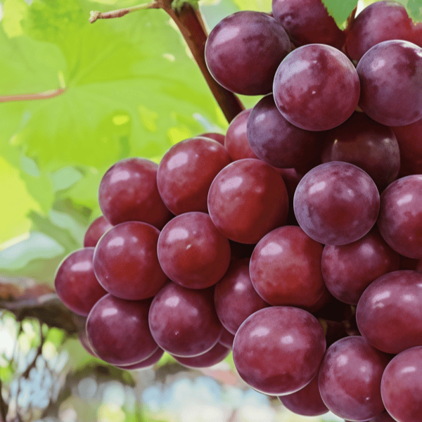 Grape Seeds up to 50%