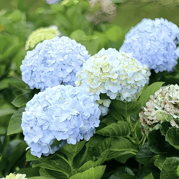 Hydrangea Flower Seeds up to 50%