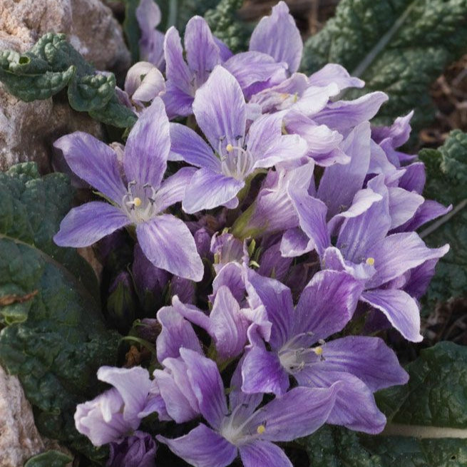 Mandragora Plant Seeds up to 50%