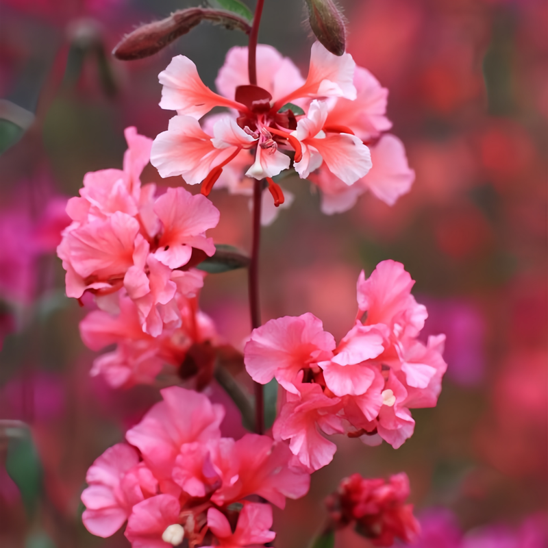 Clarkia Elegans Douglas Seeds - Pink Larger Packet High Germination 3500-18000 Onsaleseeds