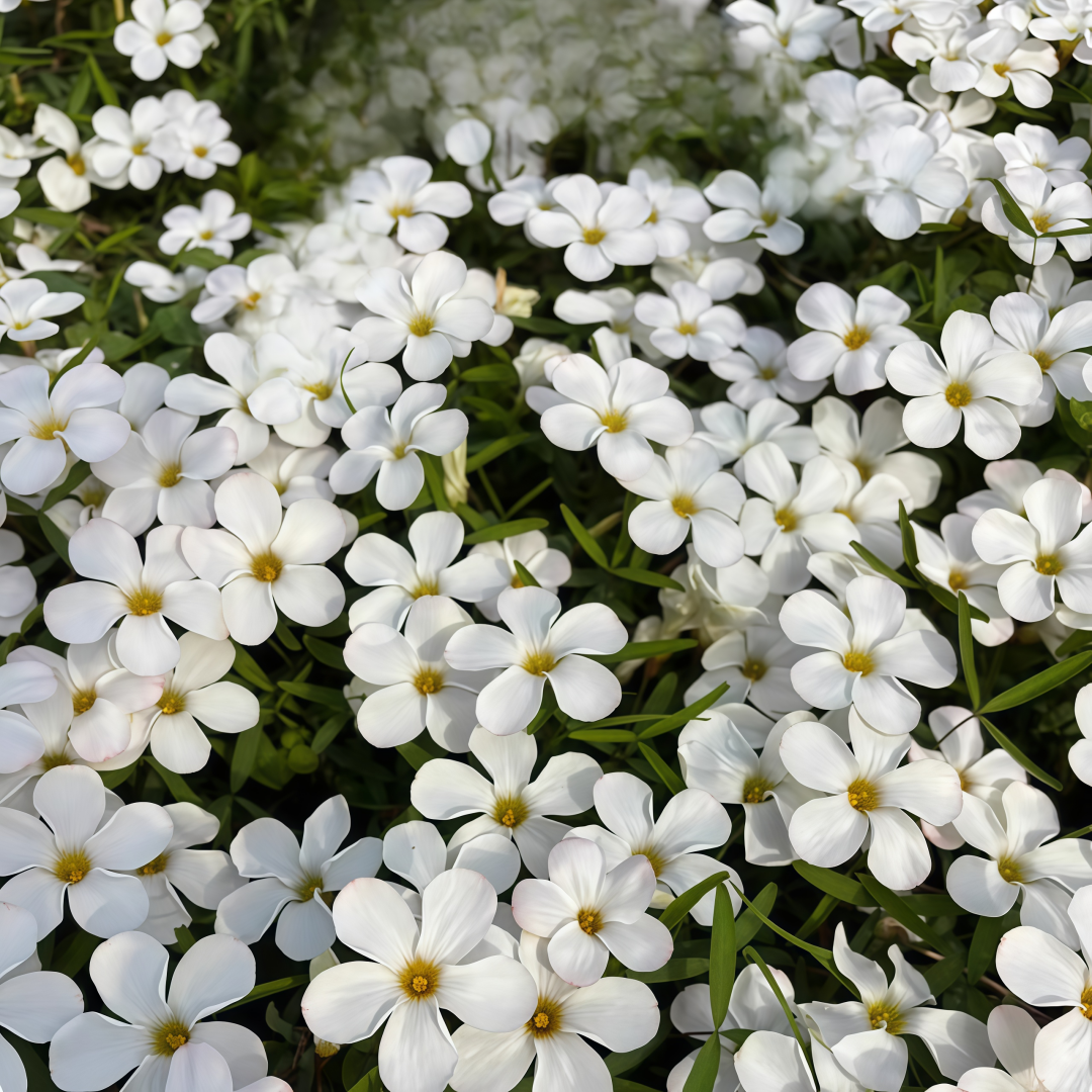 Oxalis Bulbs Collection – Pink, White, Peach Glow, Sunrise, Shy Moon, Medusa, Candy Box – Early Blooming Varieties
