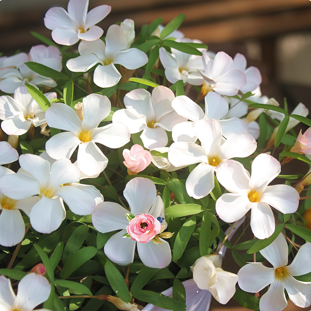 Oxalis Bulbs Collection – Pink, White, Peach Glow, Sunrise, Shy Moon, Medusa, Candy Box – Early Blooming Varieties