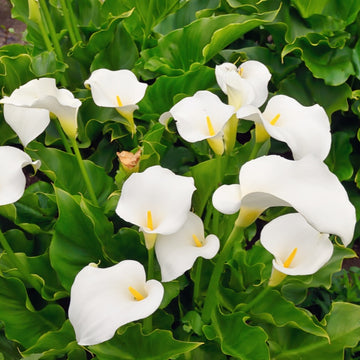 Calla Lily Seeds Up to 50%