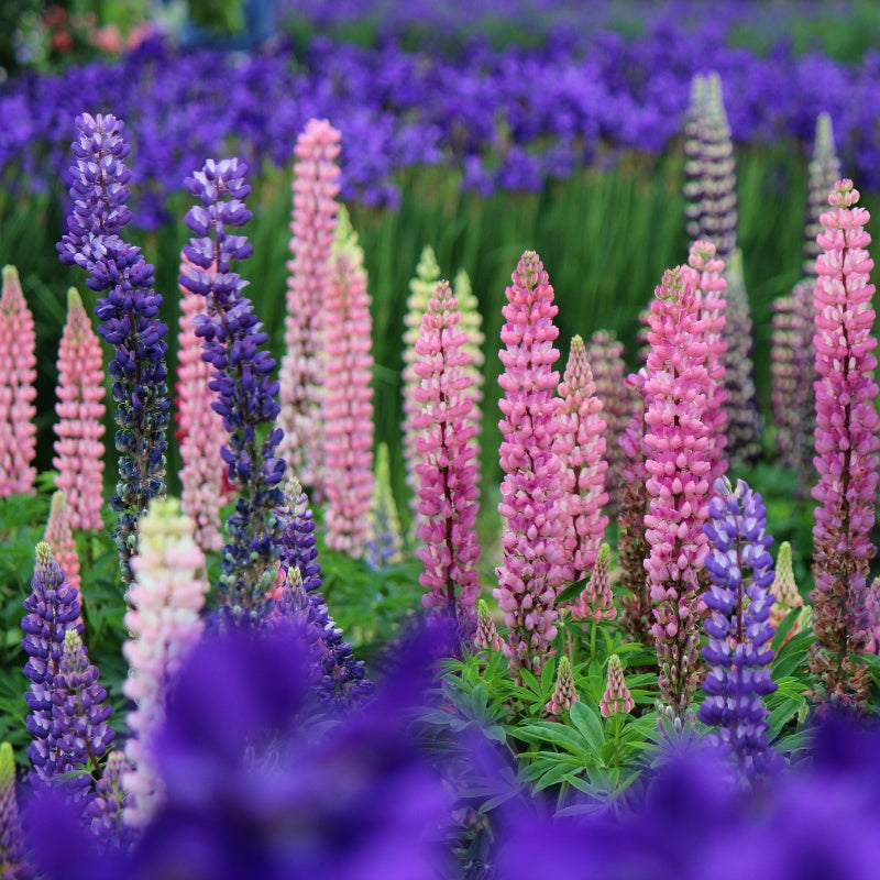 Lupine Seeds up to 50%