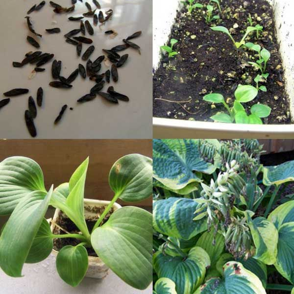 Mixed Hosta Seeds up to 50%