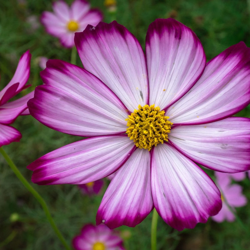cosmos seeds up to 50%