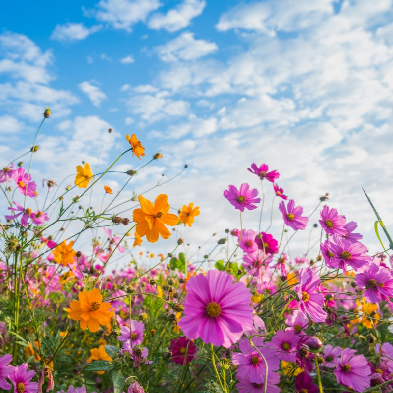 cosmos seeds up to 50%