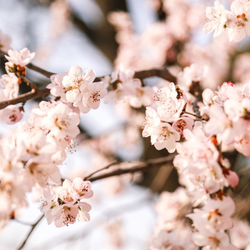 Plum Blossom Seeds up to 50%