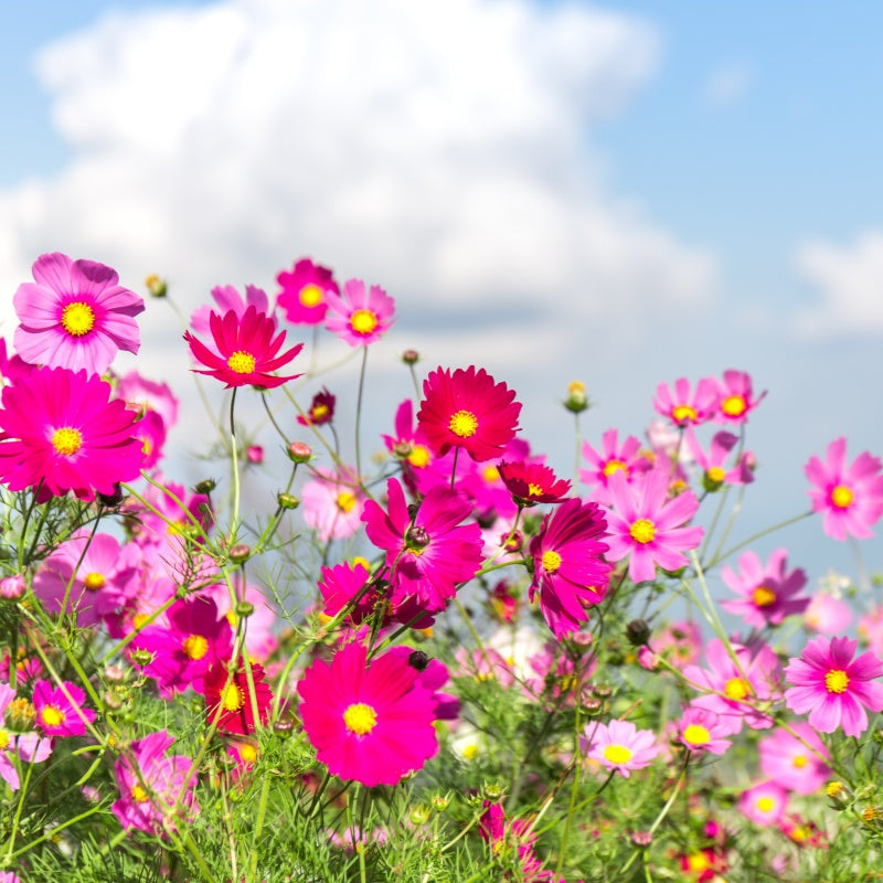 cosmos seeds up to 50%