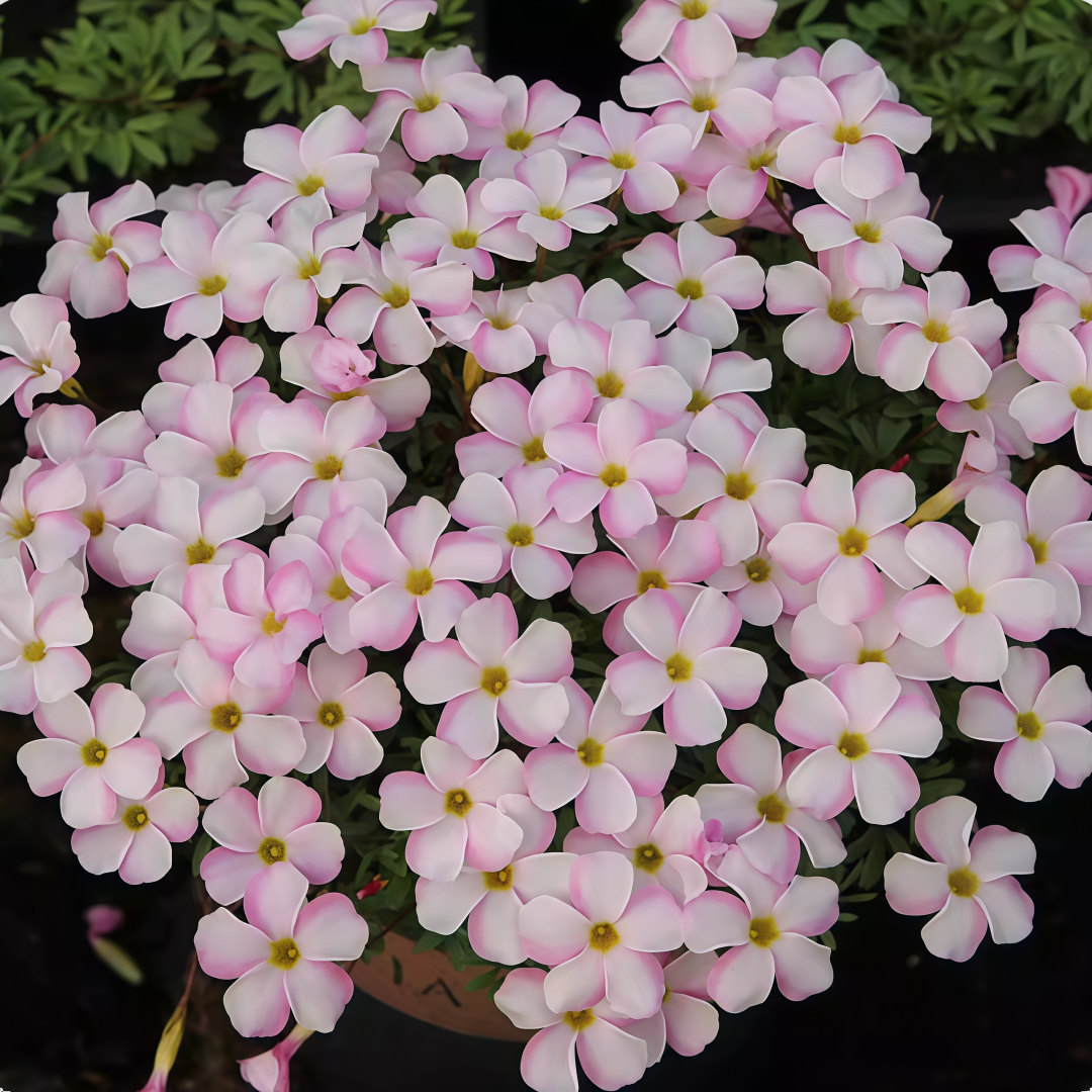 Oxalis Bulbs Collection – Pink, White, Peach Glow, Sunrise, Shy Moon, Medusa, Candy Box – Early Blooming Varieties