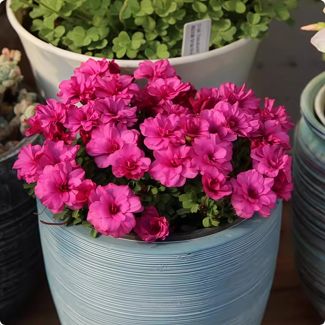 Oxalis Bulbs Collection – Pink, White, Peach Glow, Sunrise, Shy Moon, Medusa, Candy Box – Early Blooming Varieties
