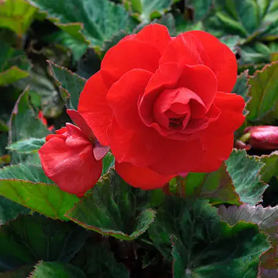 Tuberous Begonia seeds up to 50%