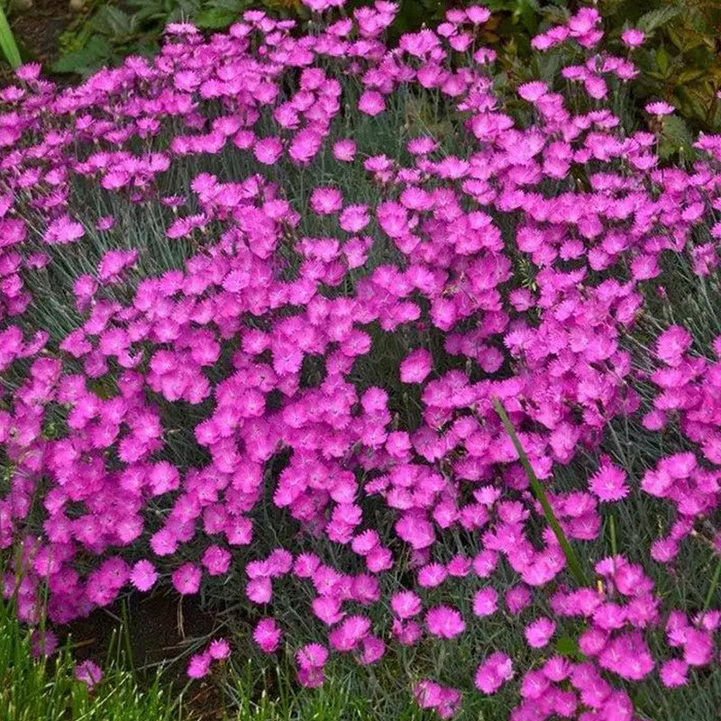 Armeria Seeds - Pink Larger Packet High Germination 6000-30000 Onsaleseeds