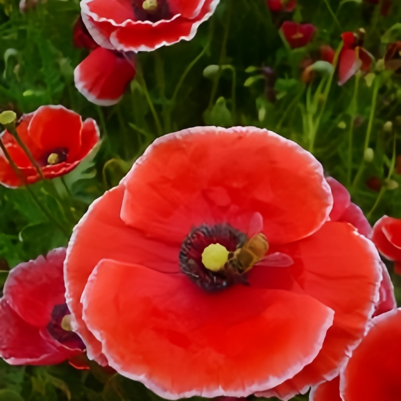 Papaver