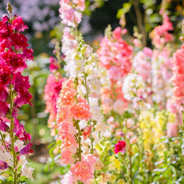 Antirrhinumm Majus Mix Seeds up to 50% Large Pack · 5000-20000 Seeds