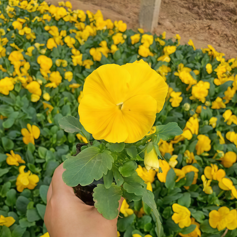 Pansy Seeds - Yellow Doesn't Mix With Black Larger Packet High Germination 600-3000 Onsaleseeds