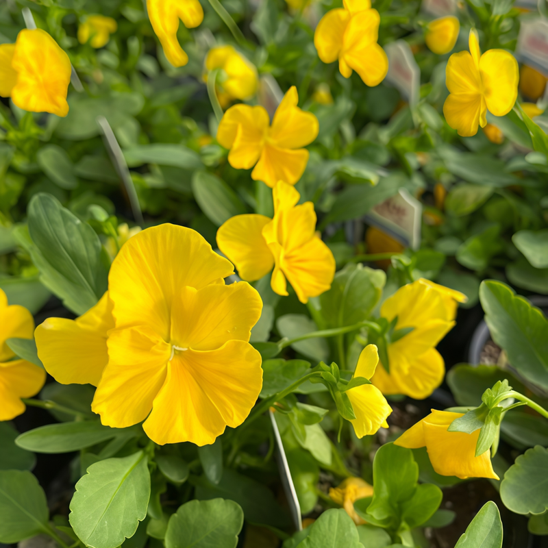 Viola Seeds - Yellow High Germination Onsaleseeds