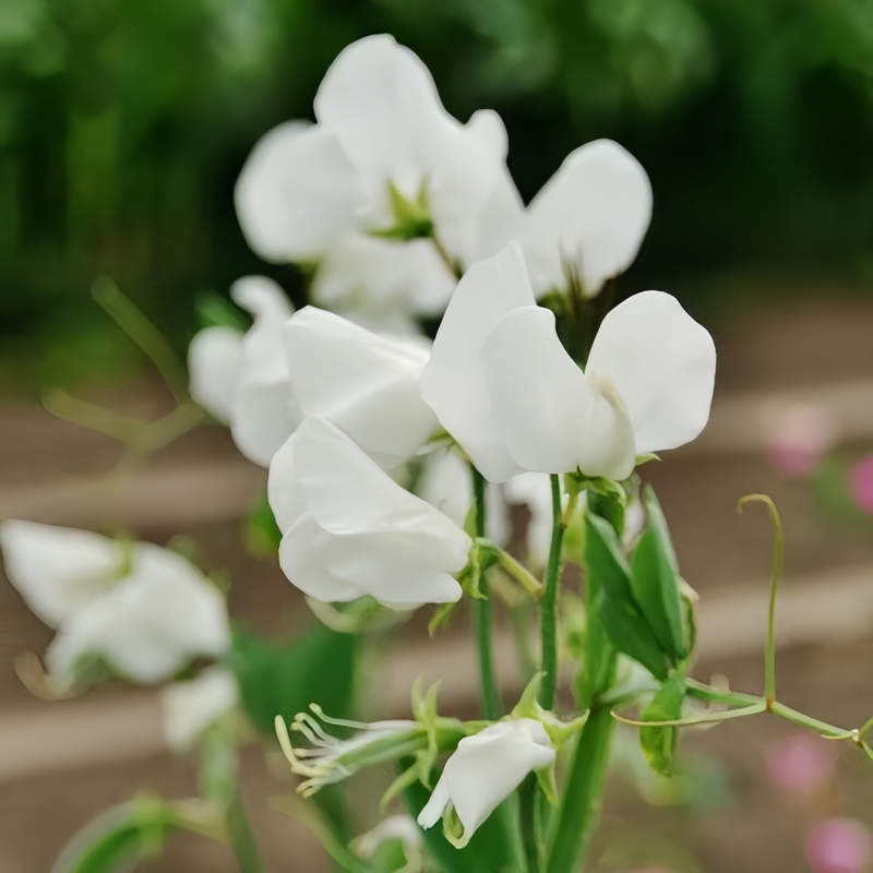 Lathyrus