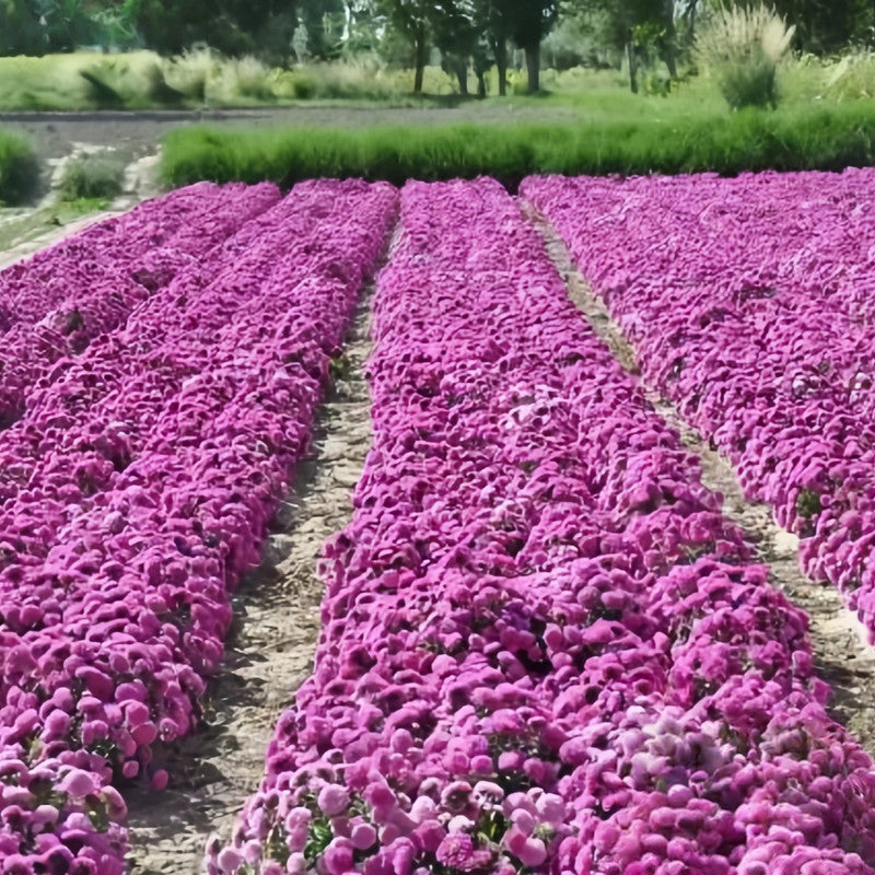 China Aster Seeds - Rosy Larger Packet High Germination 1500-7500 Onsaleseeds