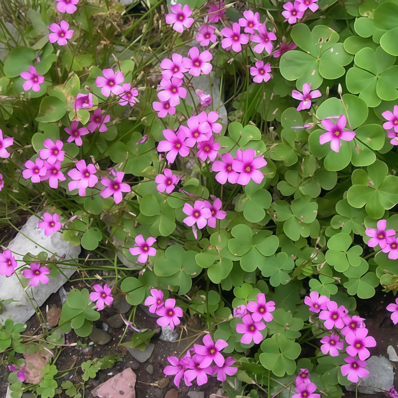 Oxalis Seeds - Red Larger Packet High Germination 800-4000 Onsaleseeds
