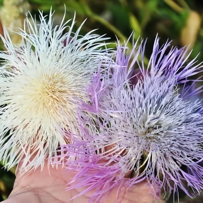 Cornflower / Bachelor Button Seeds - Mix Larger Packet High Germination 4000-20000 Onsaleseeds