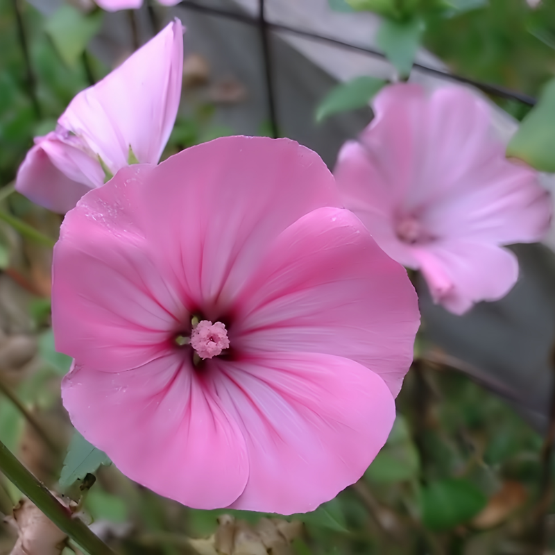 Rose Mallow Seeds - Light Rose Color Larger Packet High Germination 690-5000 Onsaleseeds