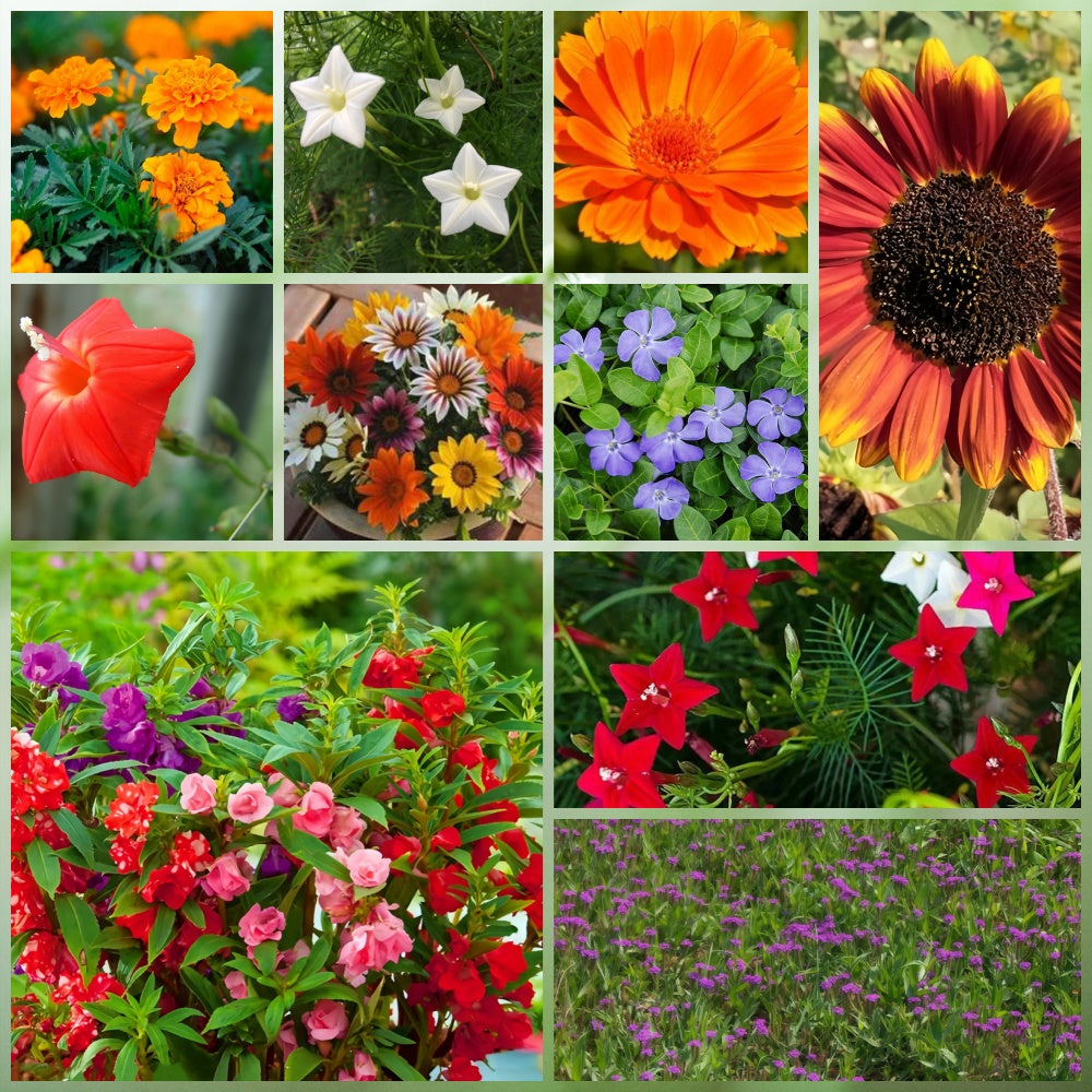 Wildflower Seeds - Heat Resistant Mix Includes Cornflower, Pappy, Zinnia, etc.