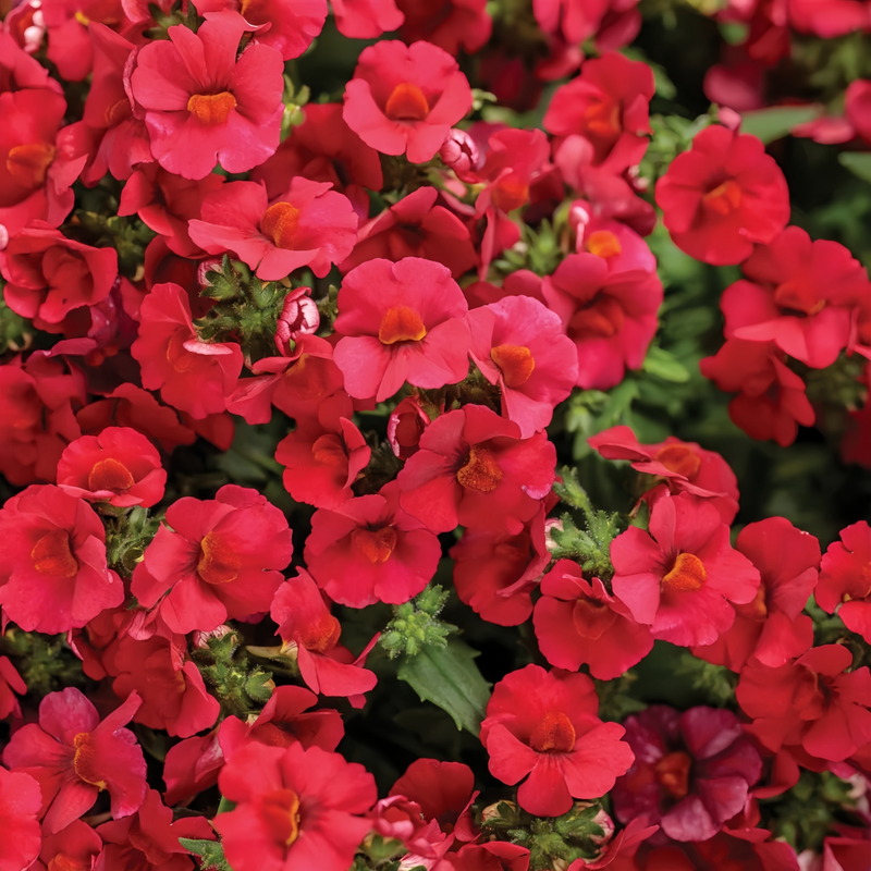 Nemesia Versicolor Seeds - Red Larger Packet High Germination 2400-5000 Onsaleseeds