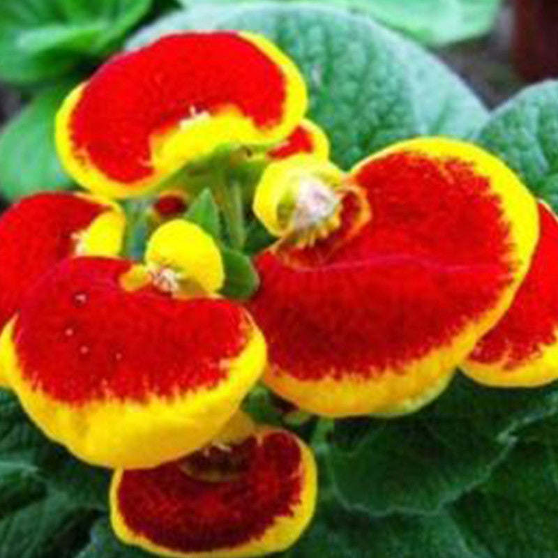 Calceolaria Crenatiflora Seeds - Mix Larger Packet High Germination 1000-2000 Onsaleseeds