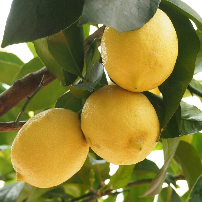 Lemon Seeds up to 50%
