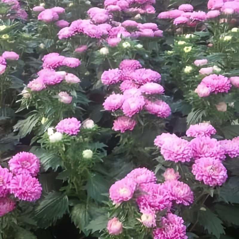 China Aster Seeds - Pink Dwarf Larger Packet High Germination 1200-5000 Onsaleseeds