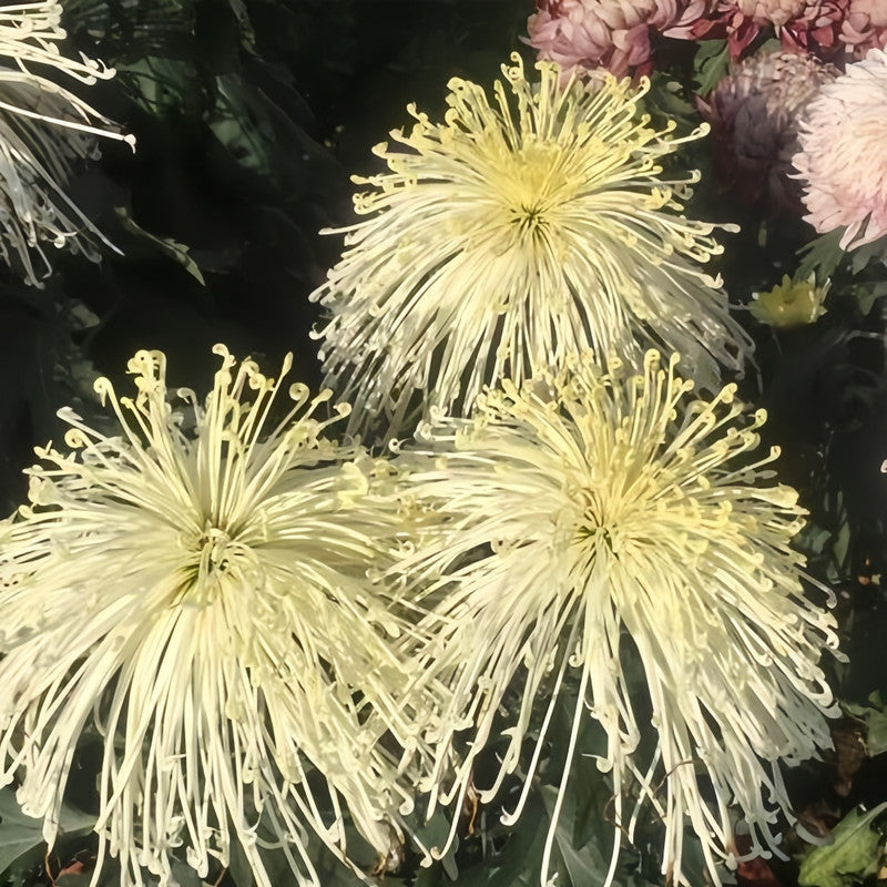 China Aster Seeds - Yellow Dense Flower Larger Packet High Germination 1200-5000 Onsaleseeds