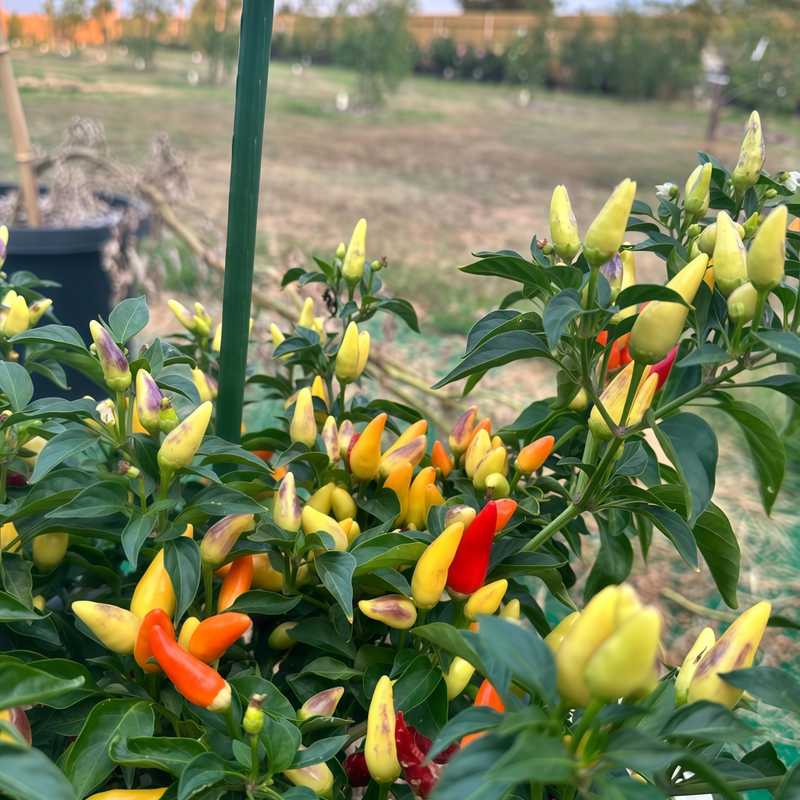 Capsicum Annuum Var. - Conoides Multicolored Larger Packet High Germination 600-2500 Onsaleseeds