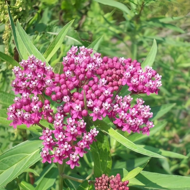 Butterfly Milkweed Seeds - Pink Larger Packet High Germination 600-3000 Onsaleseeds