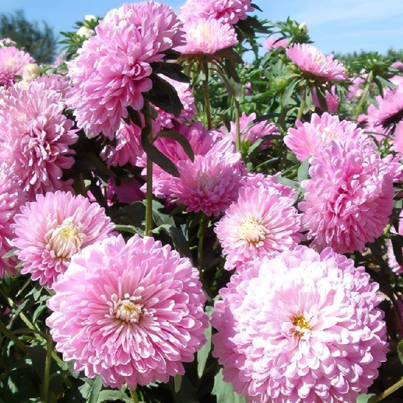 Callistephus Chinensis Light Pink Seeds up to 50%