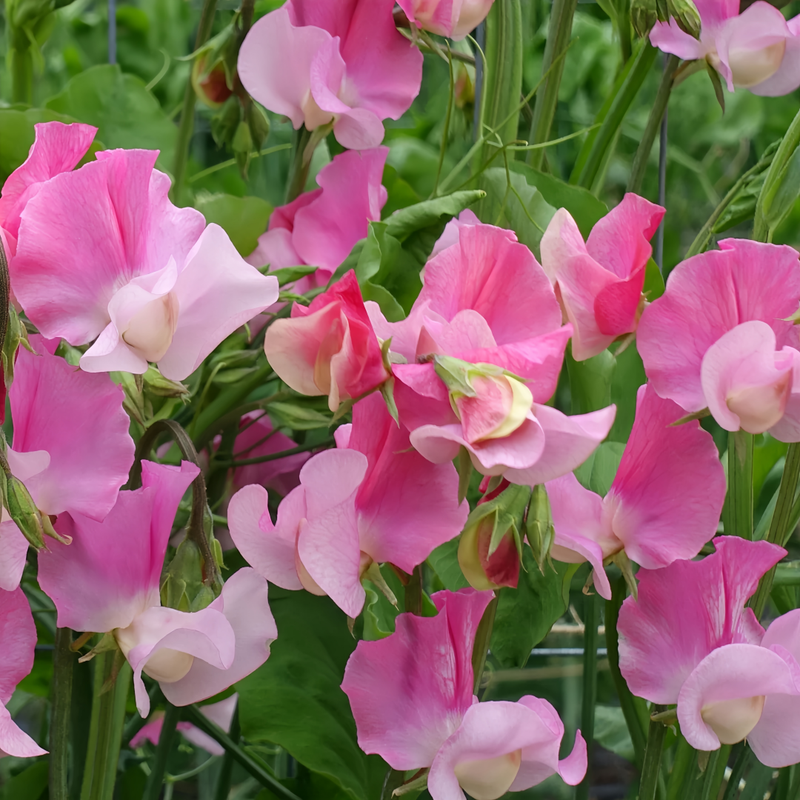 Sweet Pea Seeds - Pink Larger Packet High Germination 120-5000 Onsaleseeds