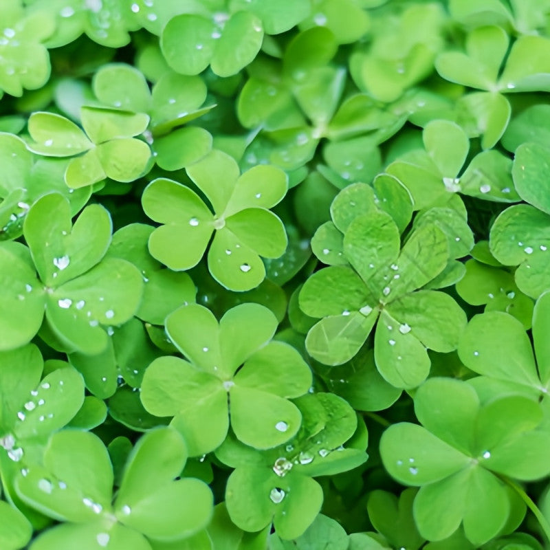 Clover Seeds up to 50%