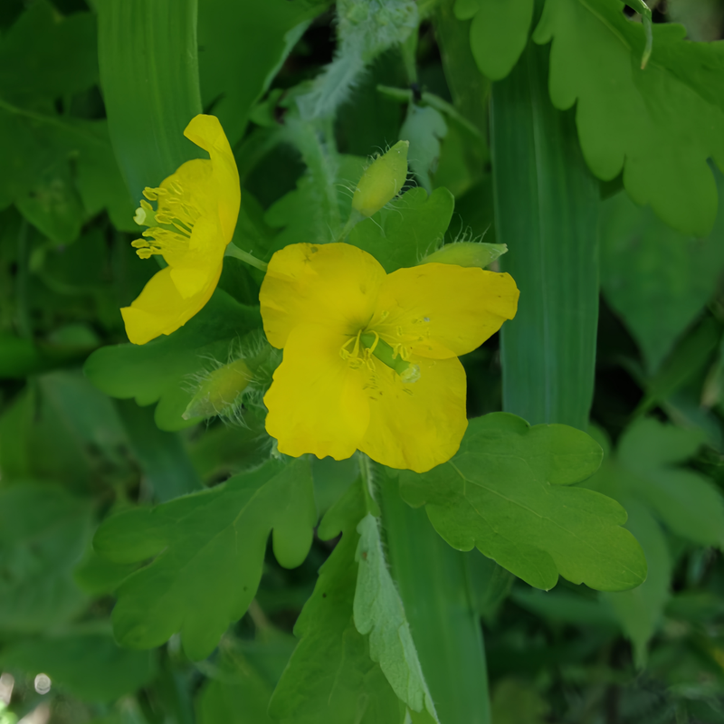 Chelidonium Majus Seeds up to 50% Large Pack · 1000-50000 Seeds