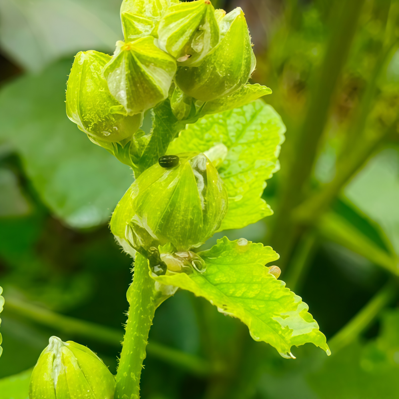 Althaea Rosea (Linn.) Cavan. Seeds - Larger Packet High Germination 1500-7500 Onsaleseeds