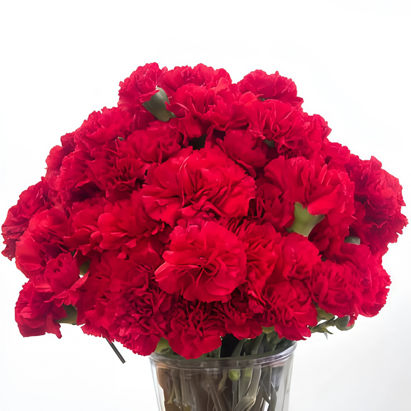 Dianthus Seeds - Red High Germination Onsaleseeds